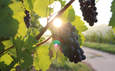 Bordeaux et le réchauffement climatique