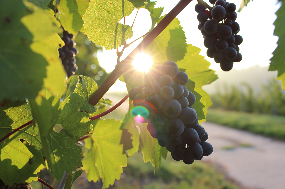 vigne et réchauffement climatique